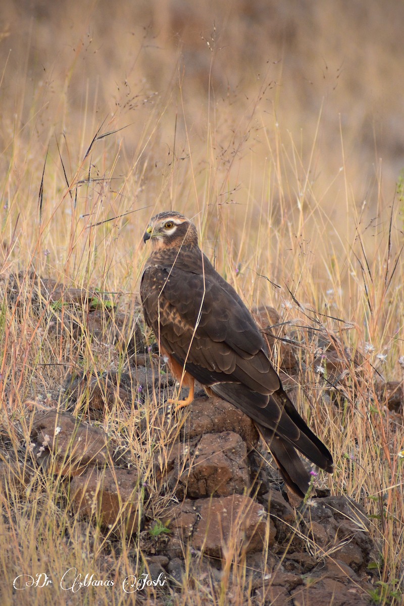 Pallid Harrier - ML645996346