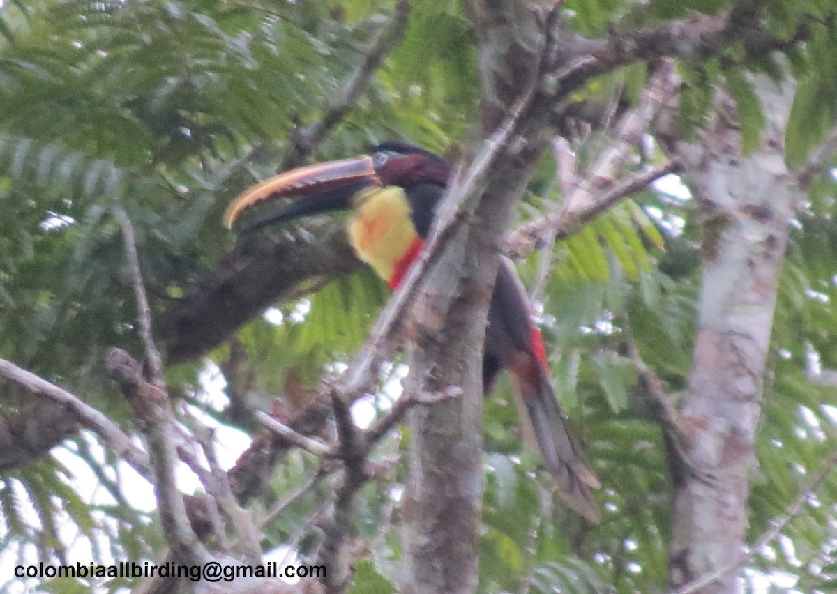 arassari hnědouchý - ML645996347