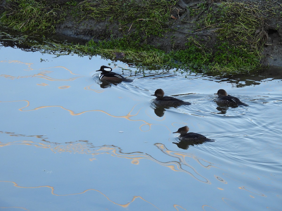 Hooded Merganser - ML645996352