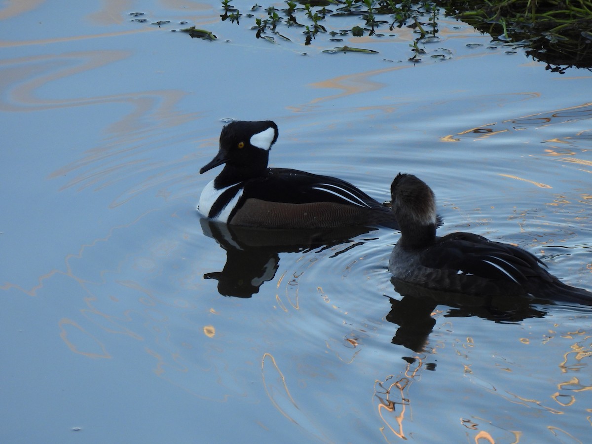 Hooded Merganser - ML645996353