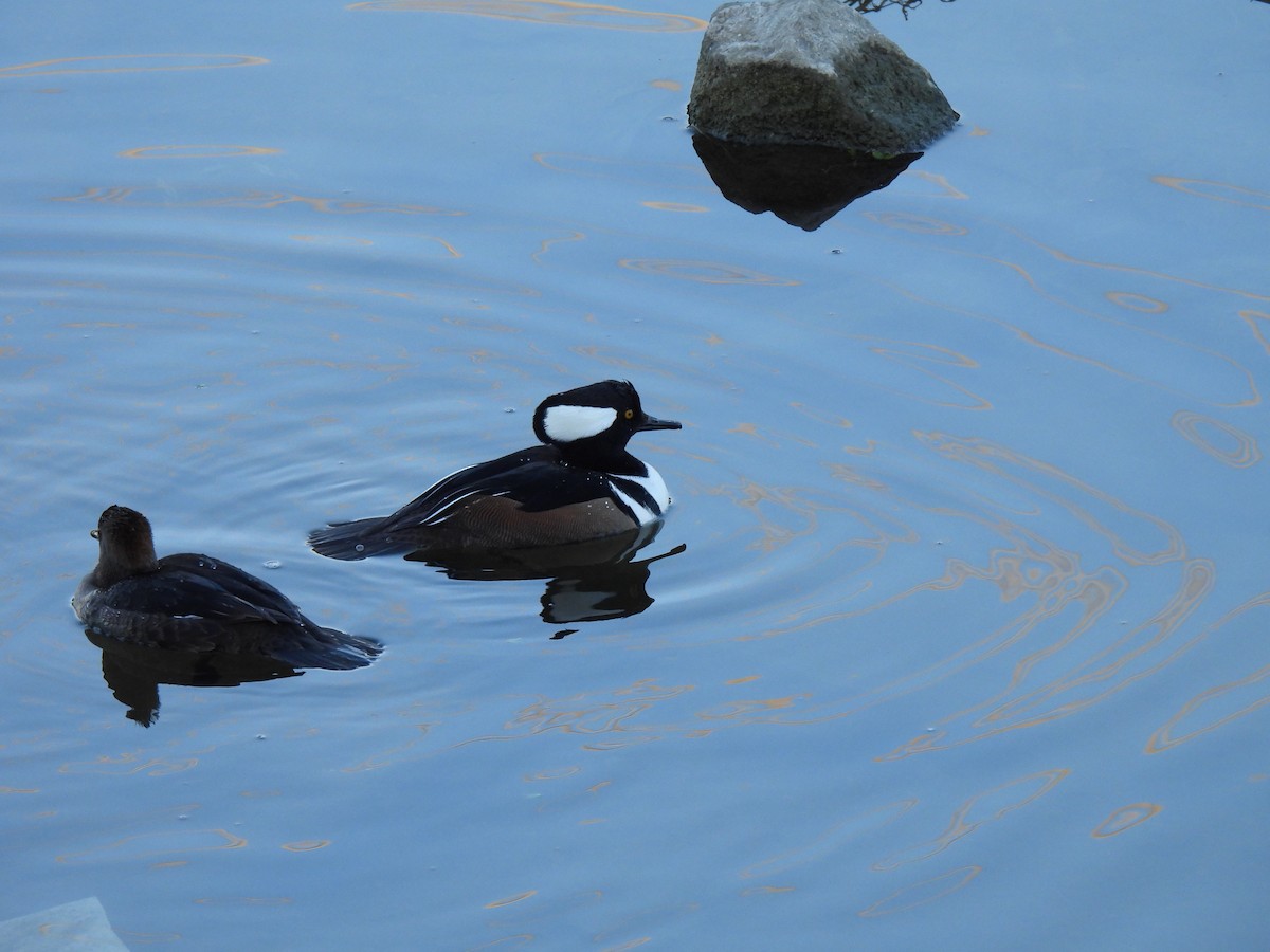 Hooded Merganser - ML645996354