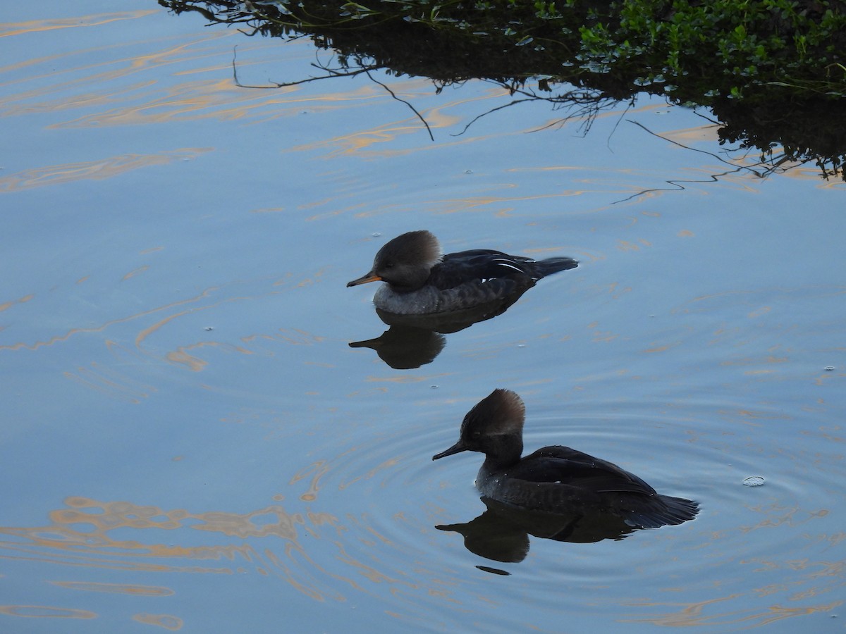 Hooded Merganser - ML645996355