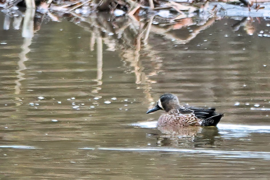 Blue-winged Teal - ML645996356