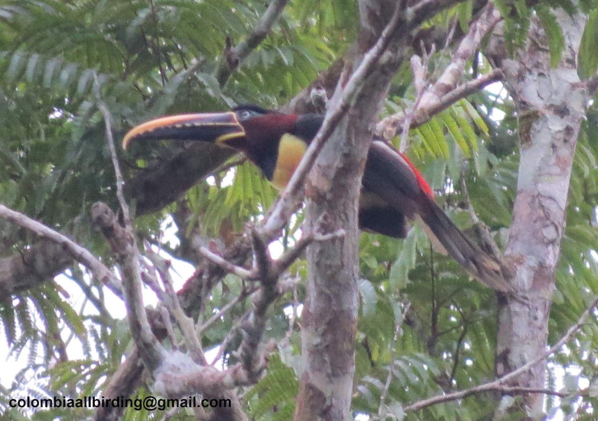 Kestane Kulaklı Arasari - ML645996359