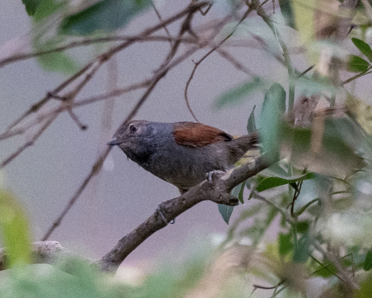 Gri Alınlı Dikenkuyruk - ML645996367