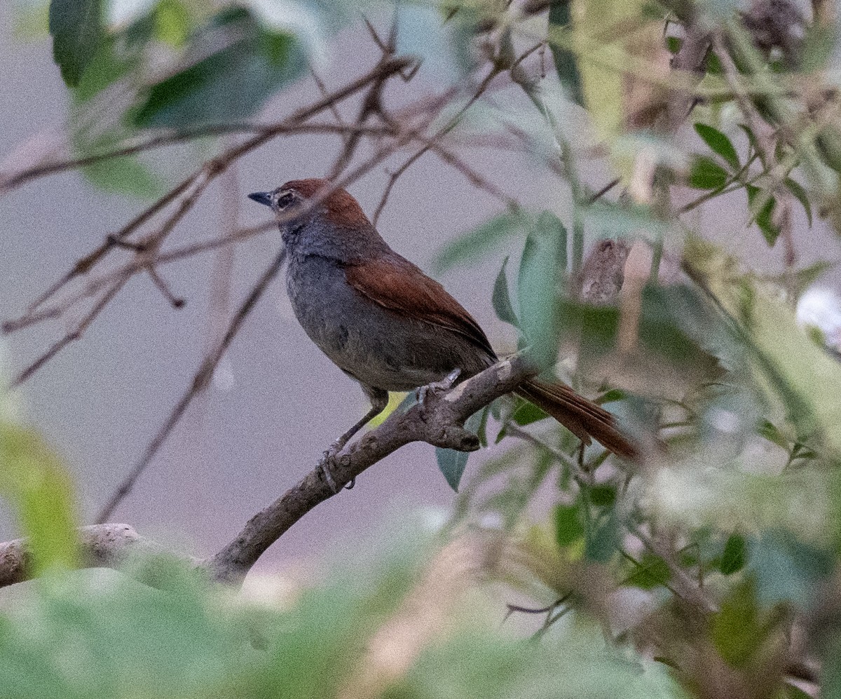 Gri Alınlı Dikenkuyruk - ML645996368