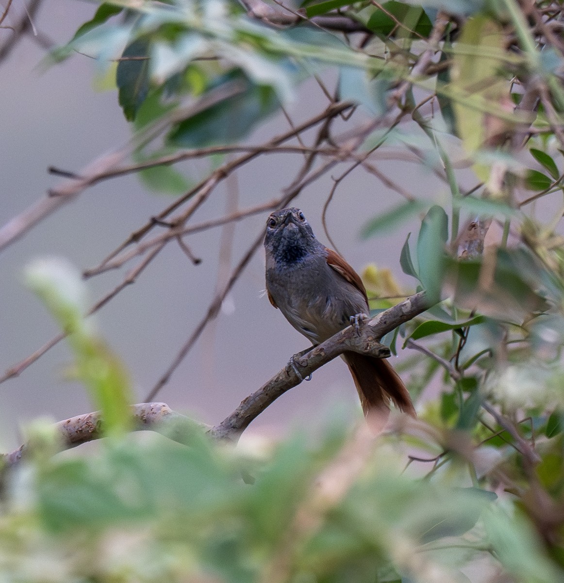 Gri Alınlı Dikenkuyruk - ML645996369