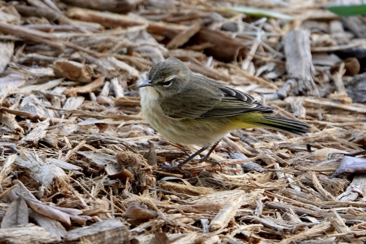 Palmiye Ötleğeni - ML645996372