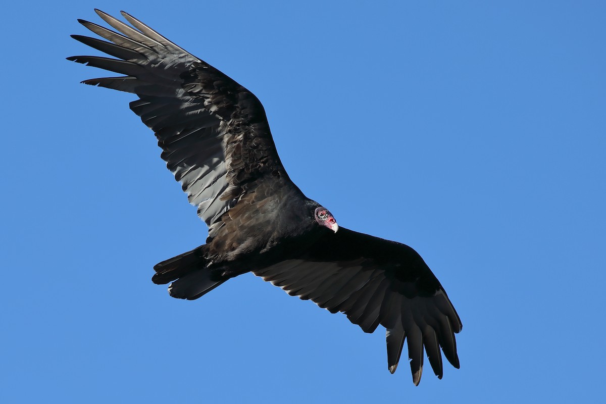 Hindi Akbabası - ML645996373