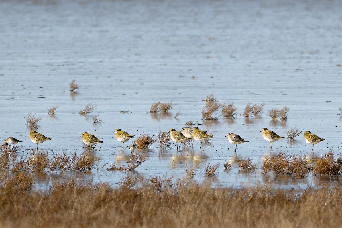 Amerika Altın Yağmurcunu - ML645996374