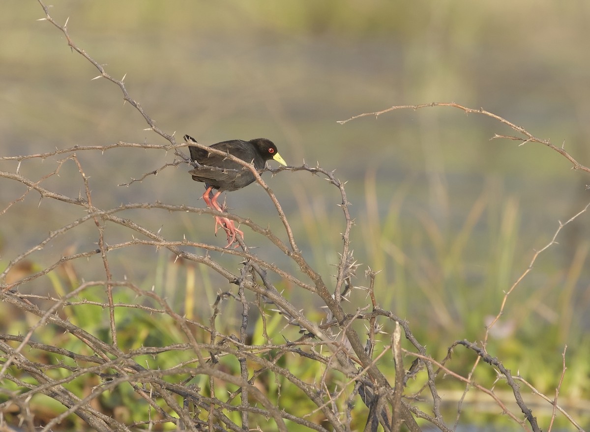 Kara Afrika Yelvesi - ML645996375
