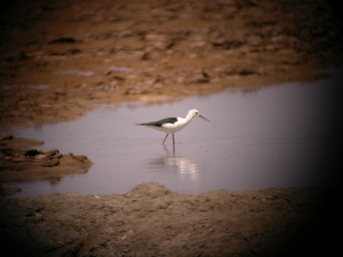 Uzunbacak - ML645996376