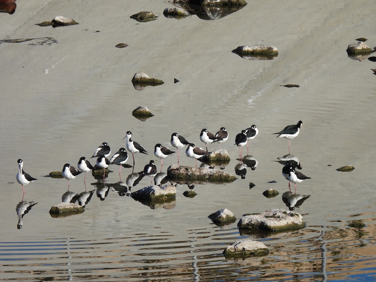 Maskeli Uzunbacak - ML645996378