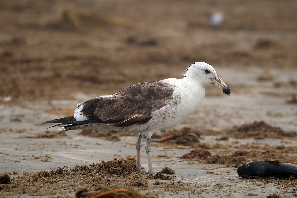 Yosun Martısı - ML645996379