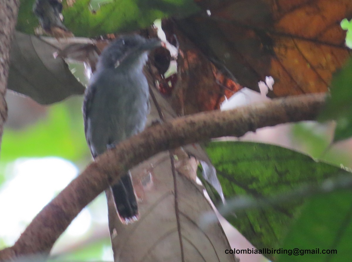 Fare Renkli Karıncaavcısı - ML645996382