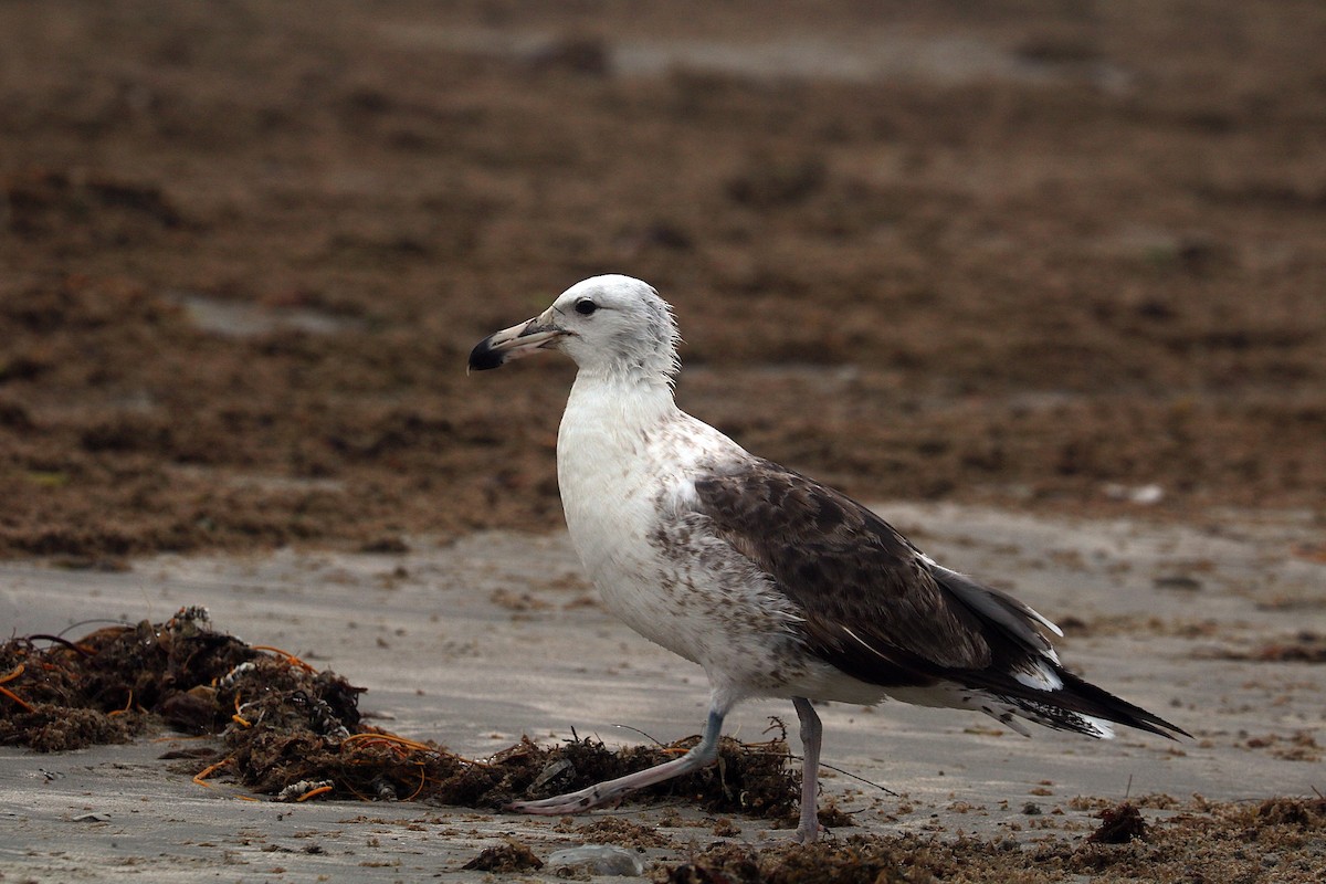 Yosun Martısı - ML645996383