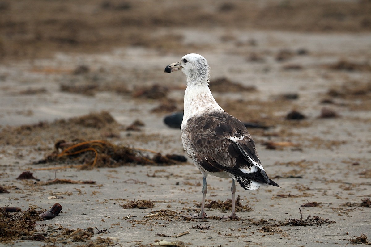 Yosun Martısı - ML645996385