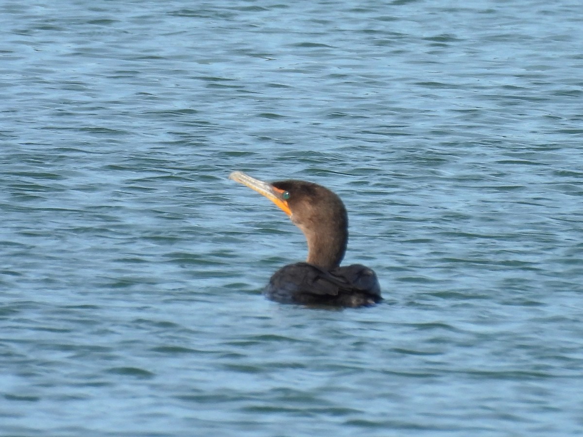 Kulaklı Karabatak - ML645996388