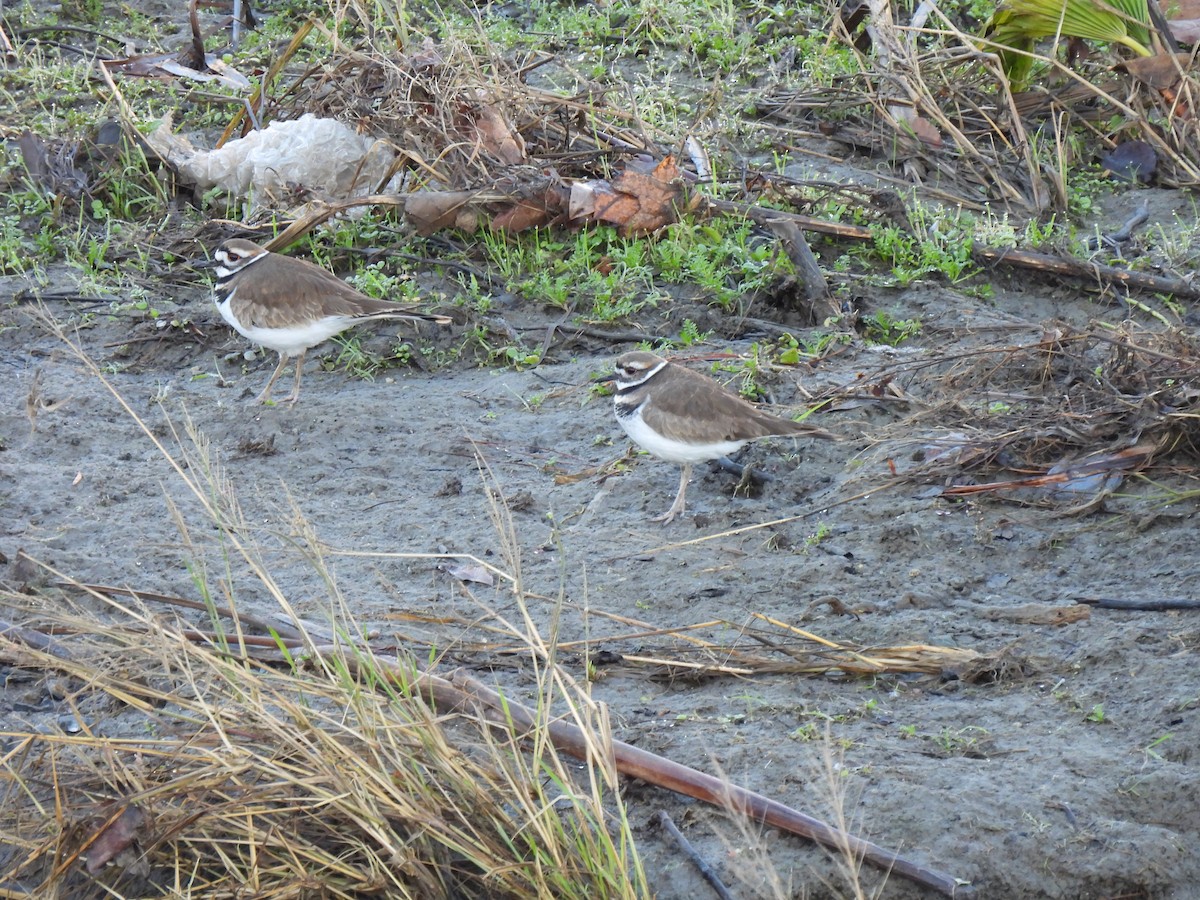 Çayır Cılıbıtı - ML645996389