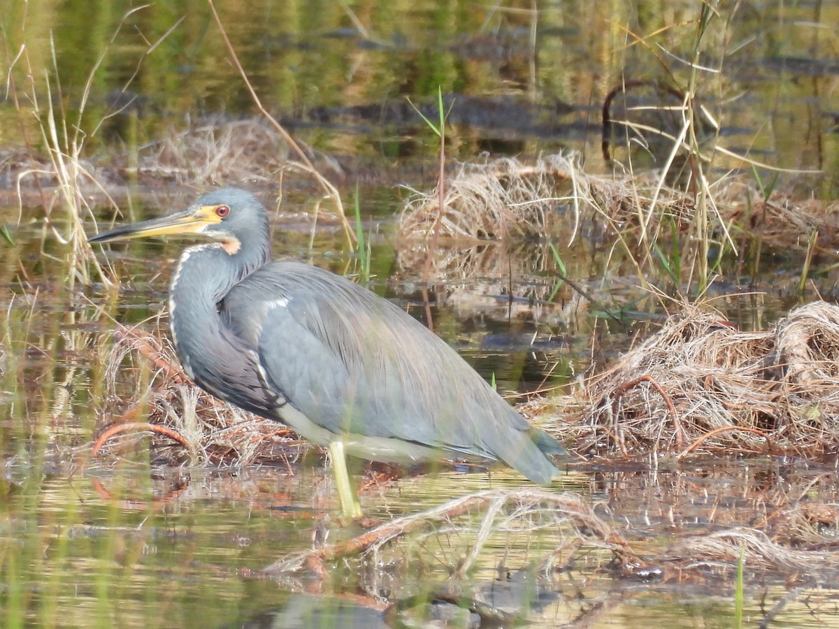 Üç Renkli Balıkçıl - ML645996390