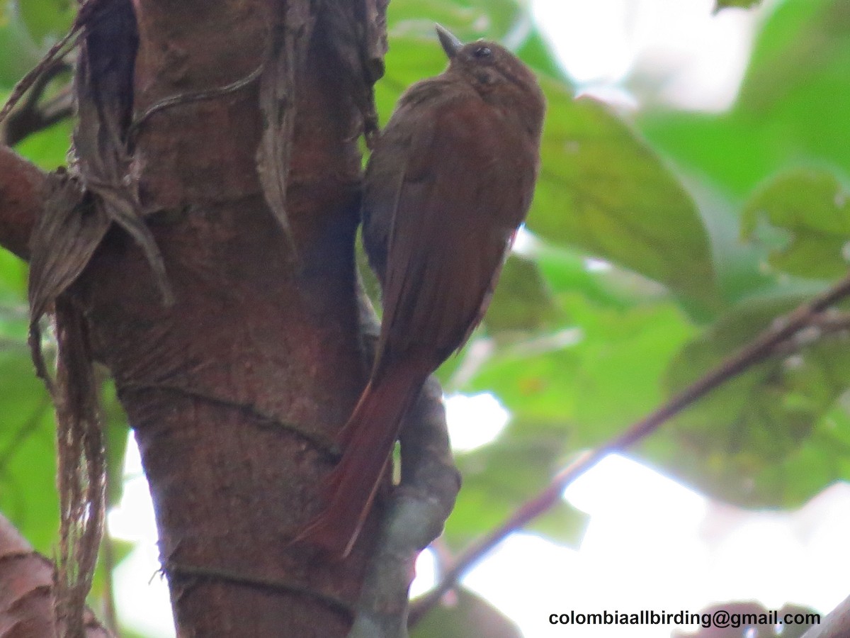 Kama Gagalı Tırmaşık - ML645996391