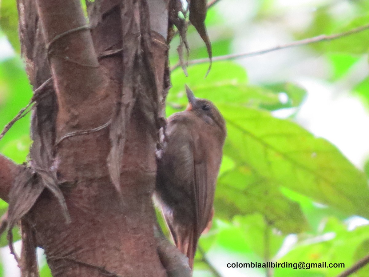 Kama Gagalı Tırmaşık - ML645996393