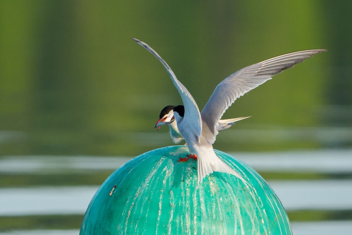Common Tern - ML645996395