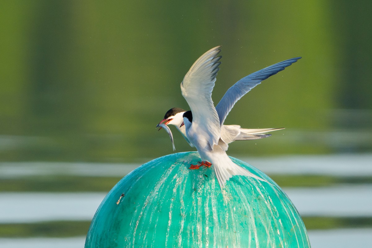 Common Tern - ML645996396