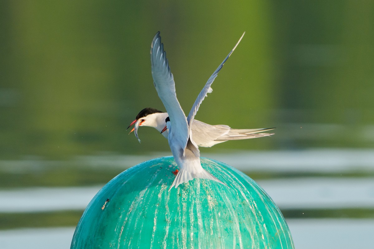 Common Tern - ML645996398