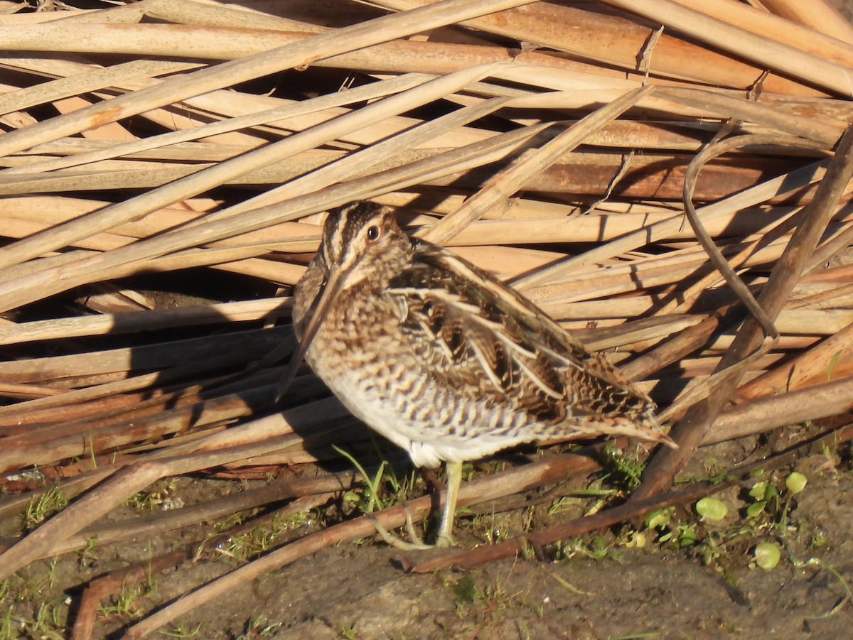 Wilson Suçulluğu - ML645996401