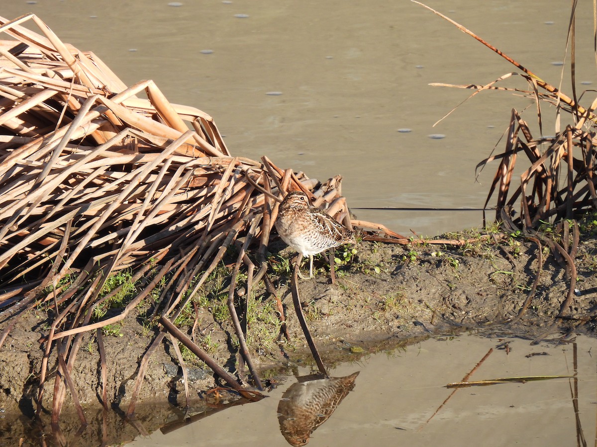 Wilson Suçulluğu - ML645996402