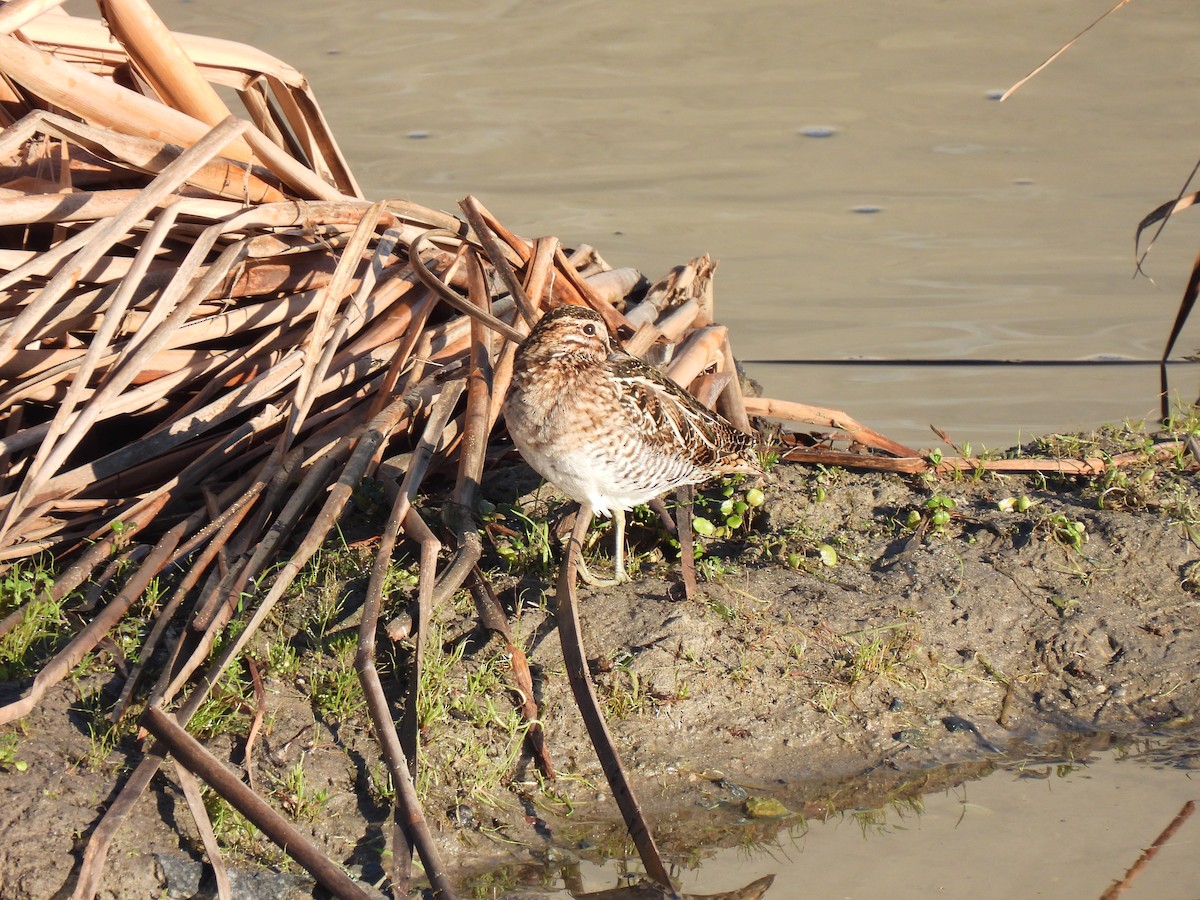 Wilson's Snipe - ML645996403