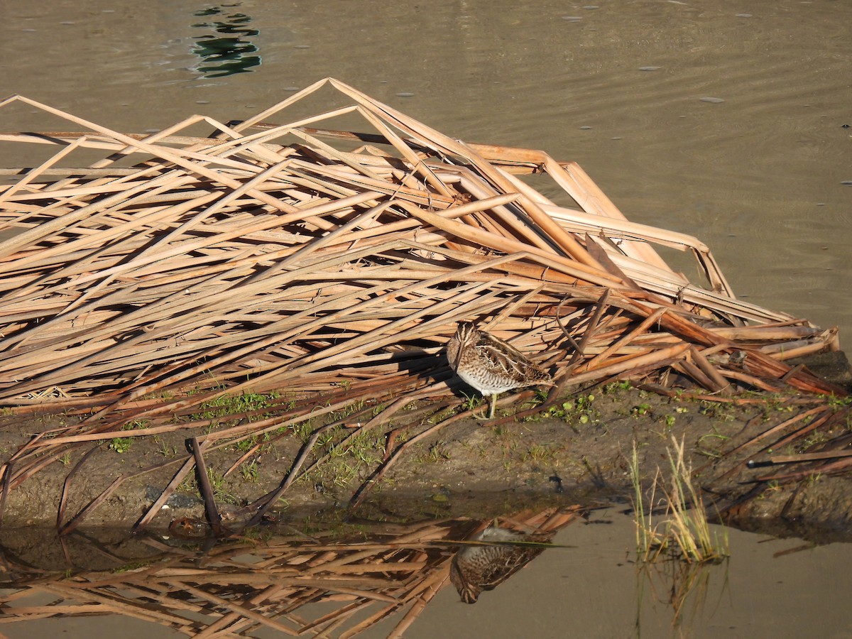 Wilson Suçulluğu - ML645996404