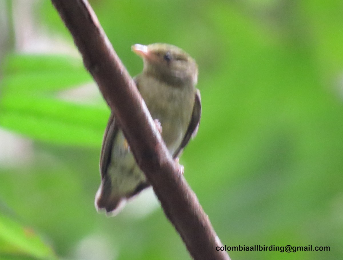 Küçük Sinekçi Manakin - ML645996405