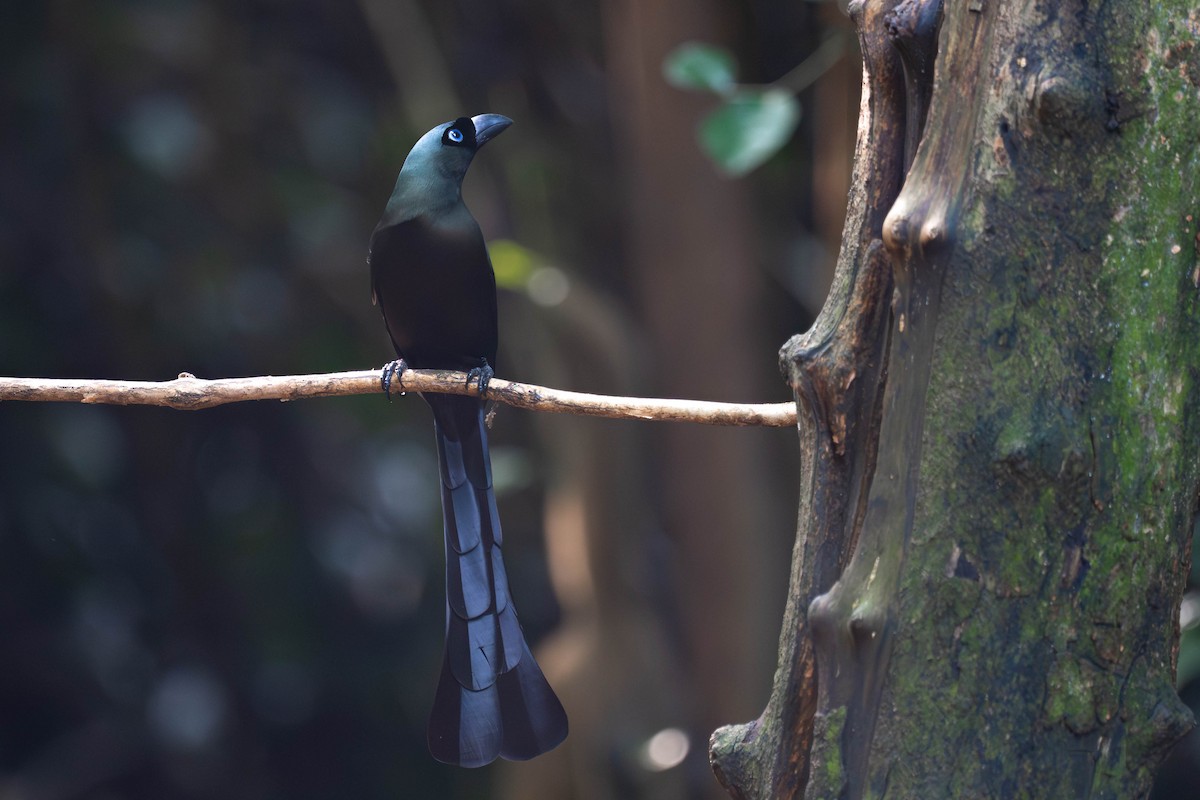 Racket-tailed Treepie - ML645996407