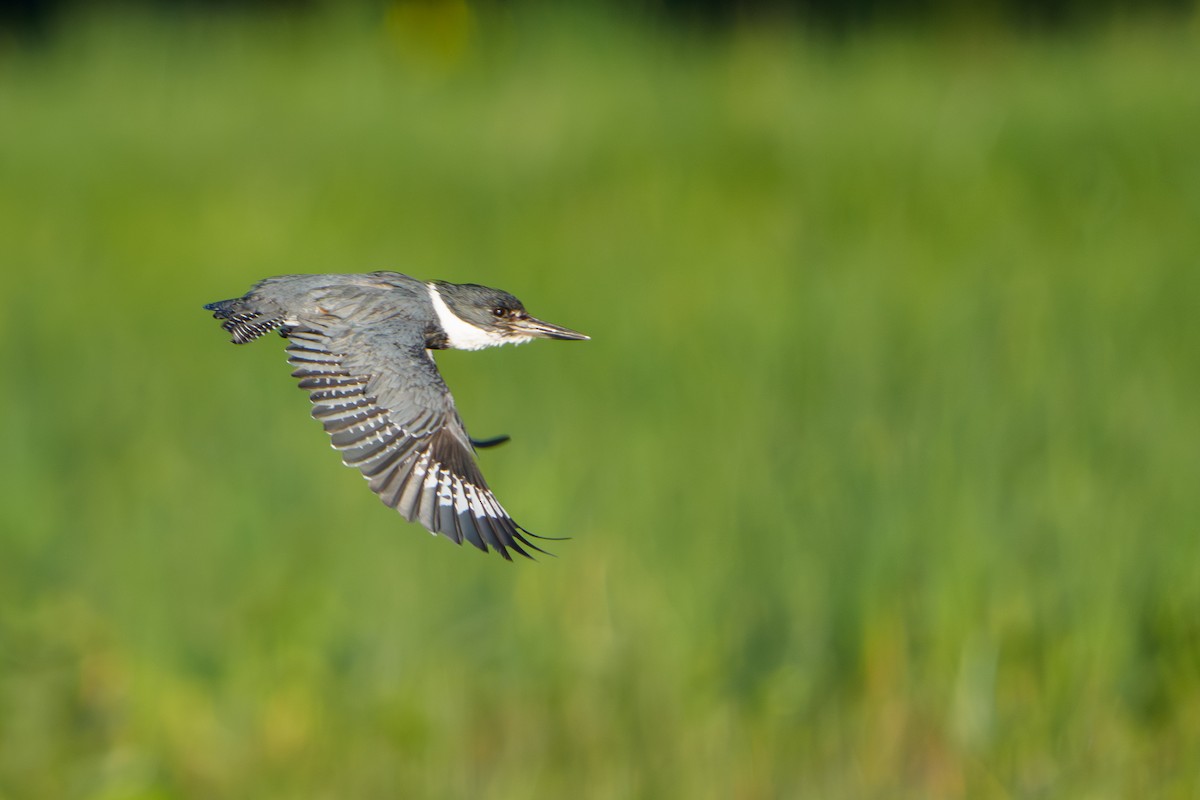Belted Kingfisher - ML645996408