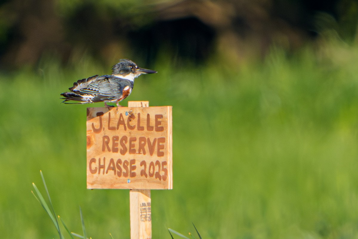 Belted Kingfisher - ML645996409
