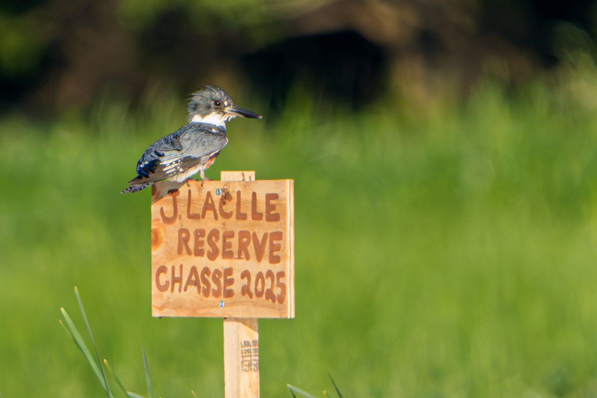 Belted Kingfisher - ML645996410