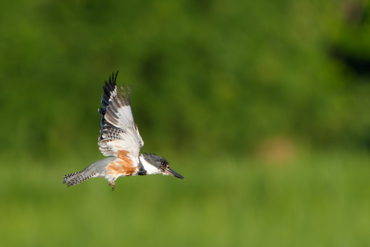 Belted Kingfisher - ML645996411