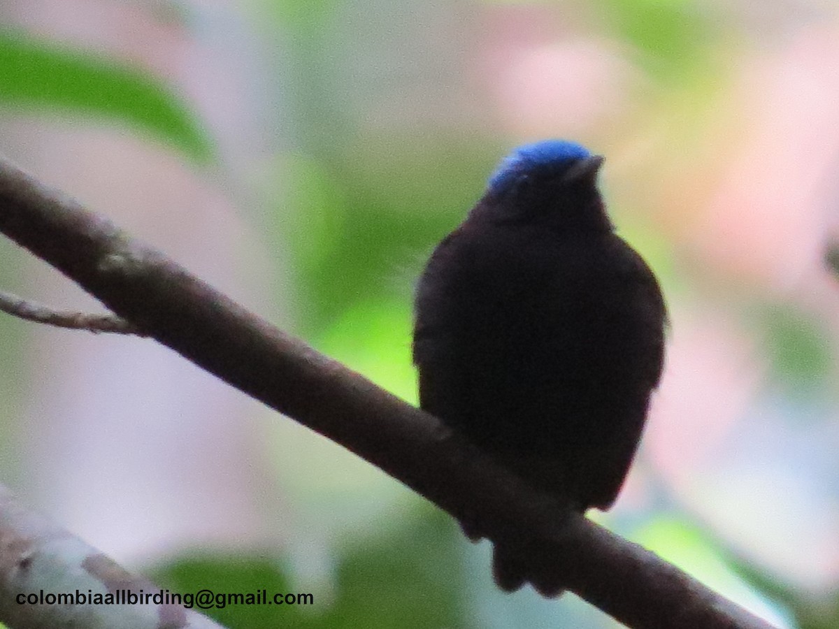 Салтарин синьоголовий - ML645996414