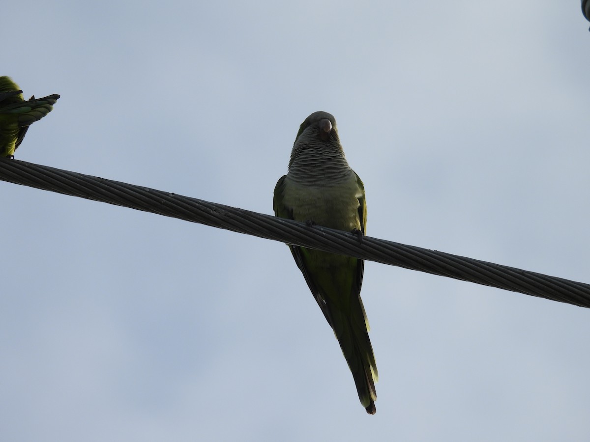 Mönchssittich - ML645996416