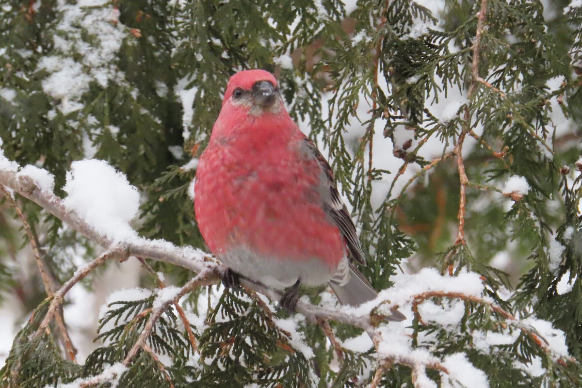 Pine Grosbeak - ML645996418
