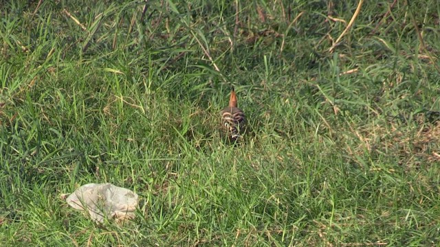 Common Hoopoe - ML645996419