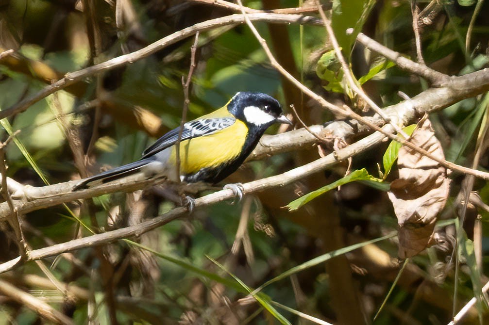 Green-backed Tit - ML645996421