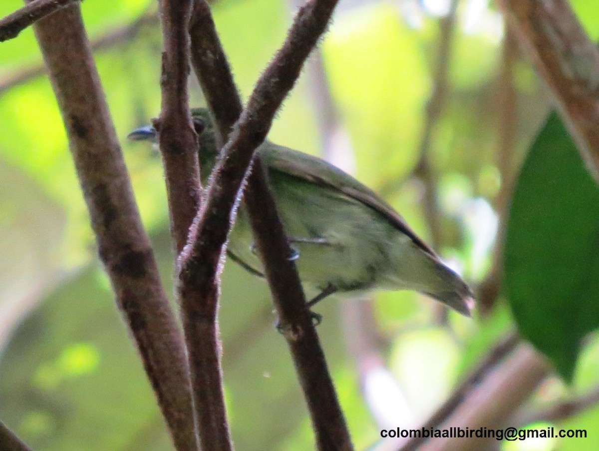 Салтарин синьоголовий - ML645996423