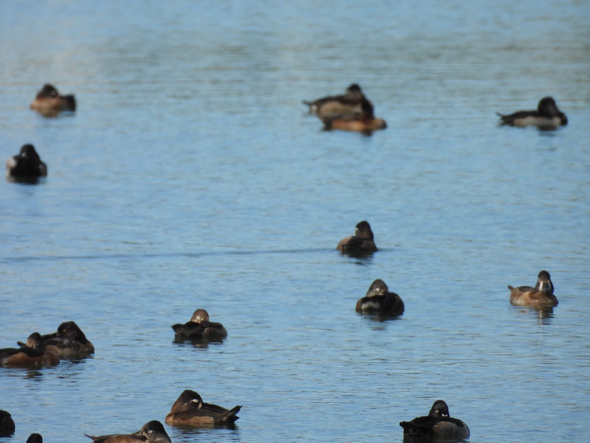 Ring-necked Duck - ML645996425
