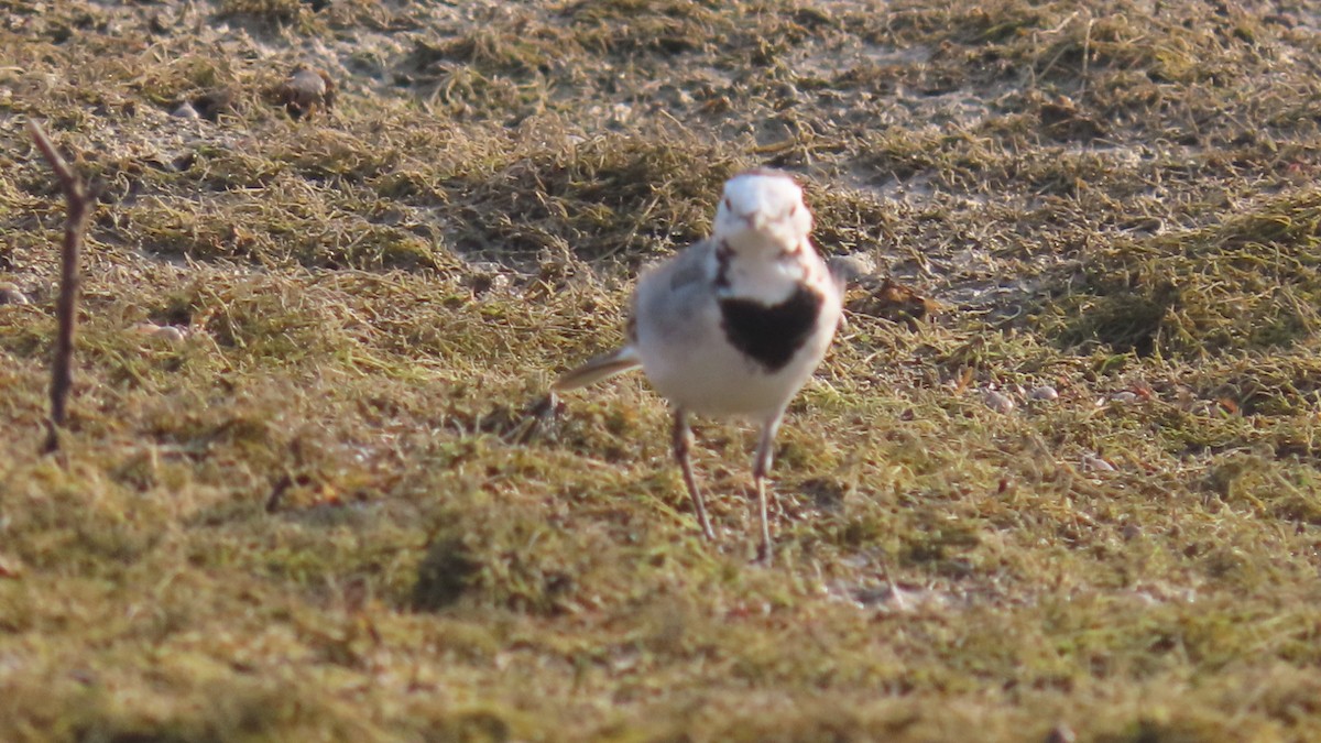 konipas bílý - ML645996426