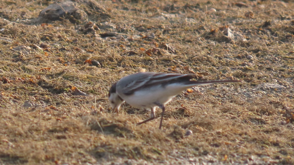 konipas bílý - ML645996427