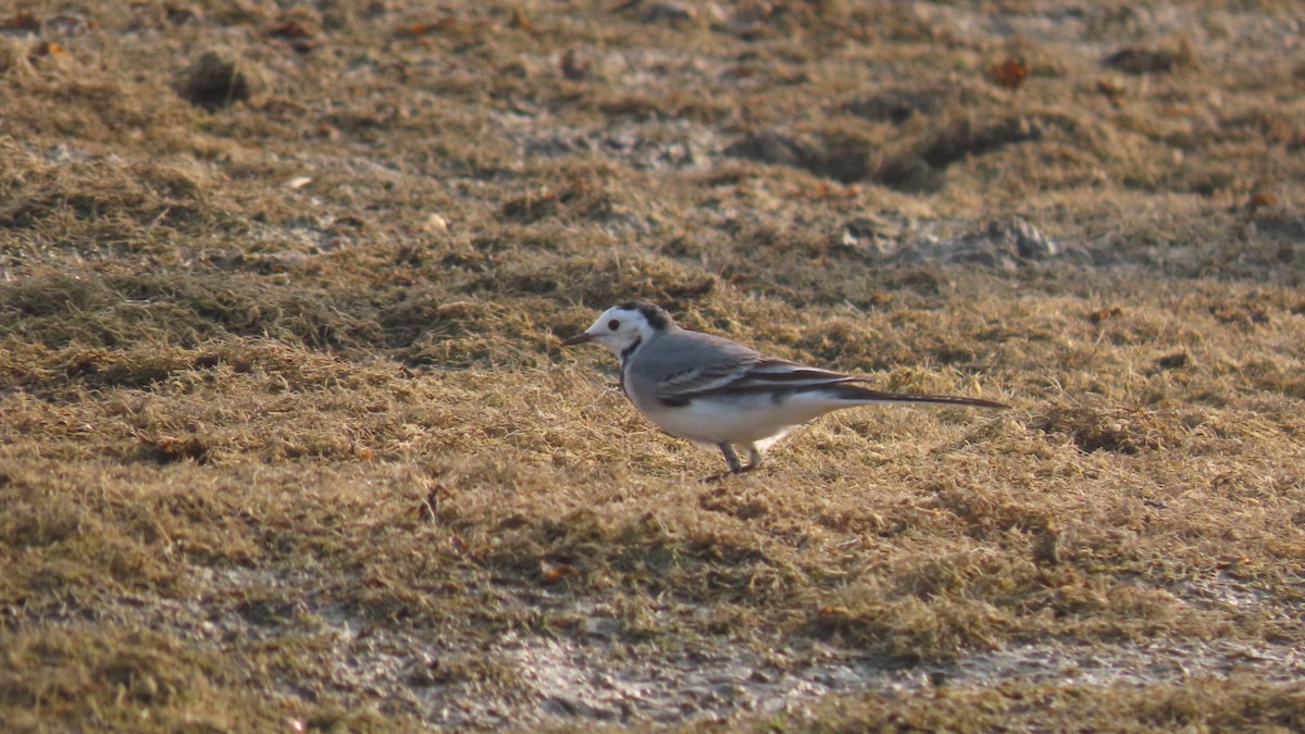 konipas bílý - ML645996429