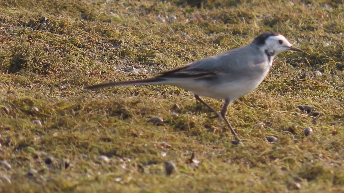 konipas bílý - ML645996430